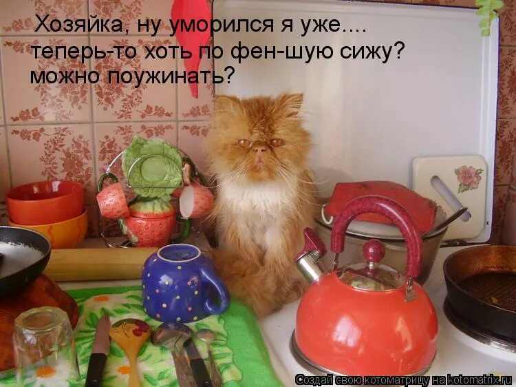 Кот на кухне. Кошка с хозяйкой. Стих про хозяйку на кухне смешной. Хозяйка прикол.