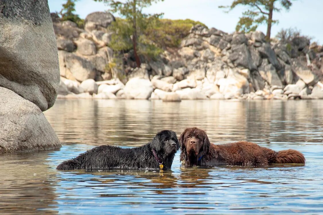 Ньюфаундленд длина реки. Ньюфаундленд. Водолаз порода собак. Ньюфаундленд (порода собак). Пес породы водолаз.
