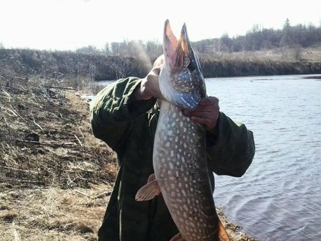 Ловли на тульской. Пруд в Карамышево Тульской области. Рыбалка в Тульской. Рыбалка в Туле и Тульской области. Рыбы Тульской области.