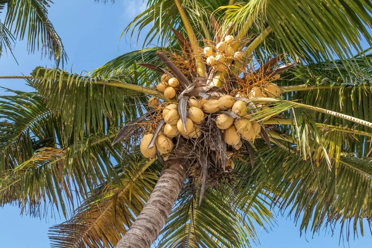 Coconut перевод на русский. Кокосовая Пальма. Кокосовая Пальма (Cocos nucifera). Кокос на Бали. Дерево Coconut Palm.