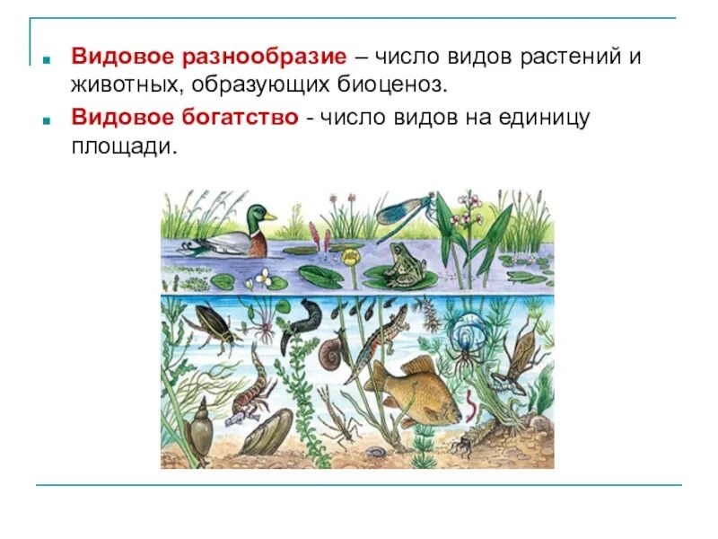 Состав растений и животных