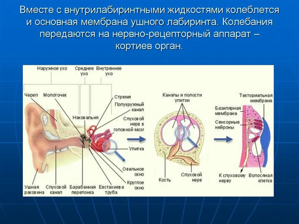 Кортиев орган вестибулярный аппарат. Физиология звукового и вестибулярного анализаторов. Слуховой анализатор Кортиев аппарат. Кортиев орган и вестибулярный аппарат. Клиническая анатомия и физиология звукового анализатора.