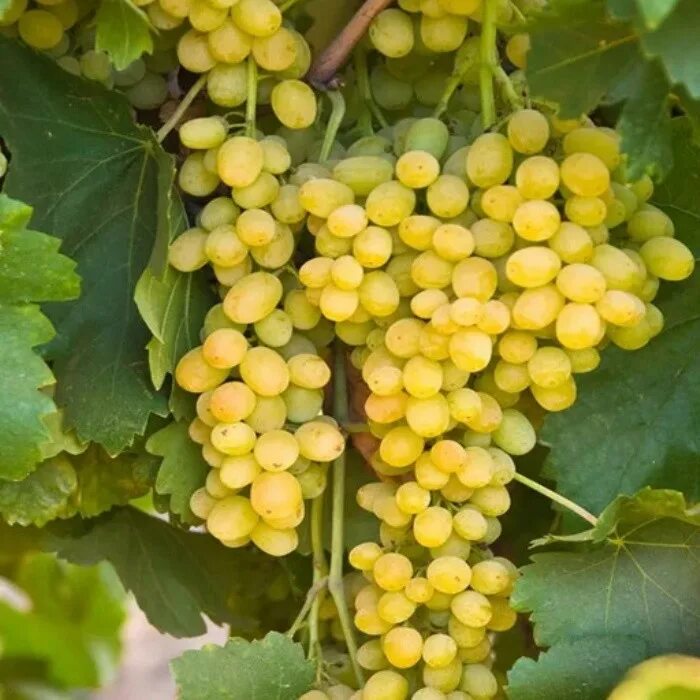 мускат гамбургский виноград. голден мускат виноград. сорт сверхранний красный мускат. сорт винограда мускат гамбургский. виноград мускат медовый.