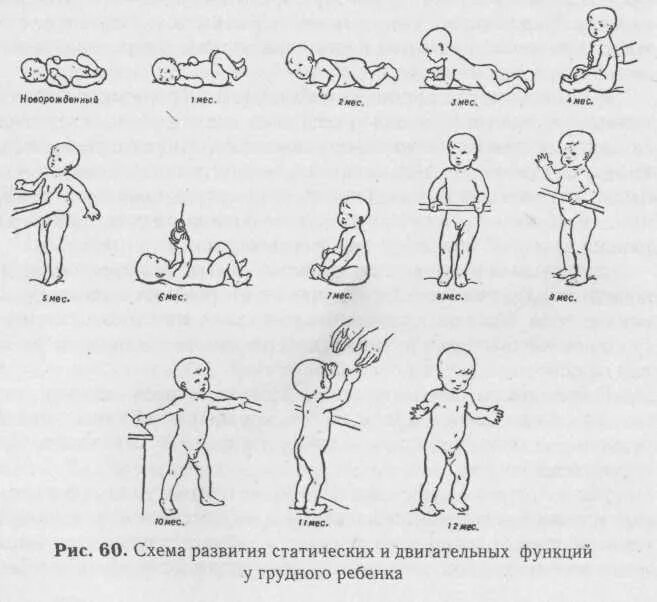 Поэтапное развитие ребенка. Развитие ребенка до года. Развитие ребёнка по месяцам. Схема развития ребенка. Последовательность развития ребенка.