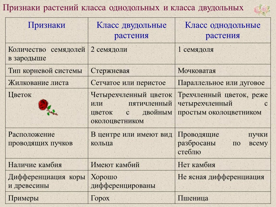 3 признака класса однодольные. Признаки однодольных и двудольных растений таблица. Признаки классов однодольных и двудольных растений таблица. Признаки двудольных и однодольных растений таблица 6 класс. Признаки однодольных и двудольных растений таблица 6.