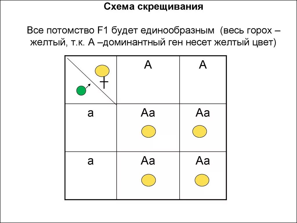 Составьте схему моногибридного скрещивания. Схема скрещивания. Составьте схему скрещивания. Составление схем скрещивания. Схема воспроизводительного скрещивания.