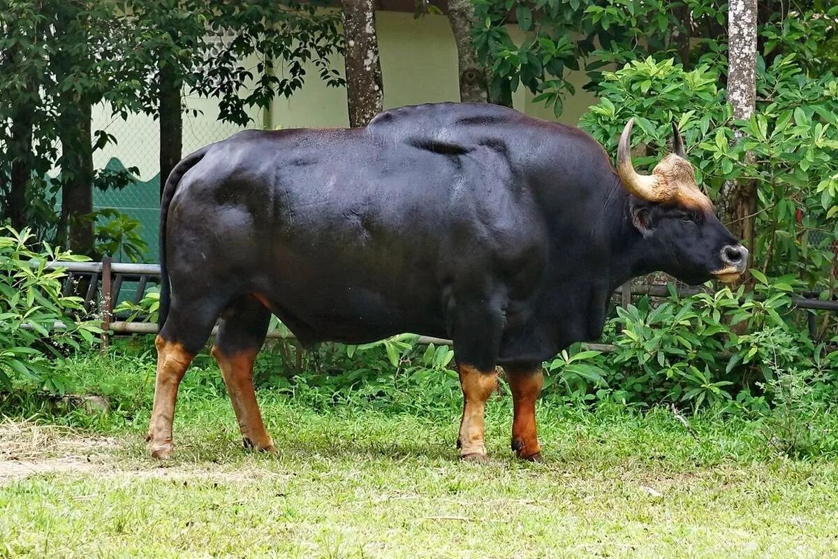 Большой бык. Самый большой бык в мире Гаур. Гаур порода коров. Породы Быков Гаур. Бык Донетто.