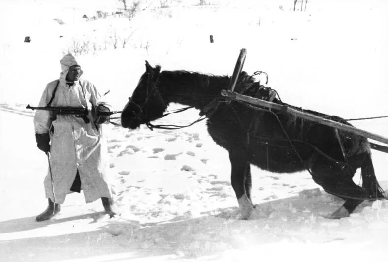 Солдат управляющий конной упряжкой. Лошади в ВОВ 1941-1945 гг. Лошади на фронте Великой Отечественной войны. Монгольские лошади в Великой Отечественной войне.