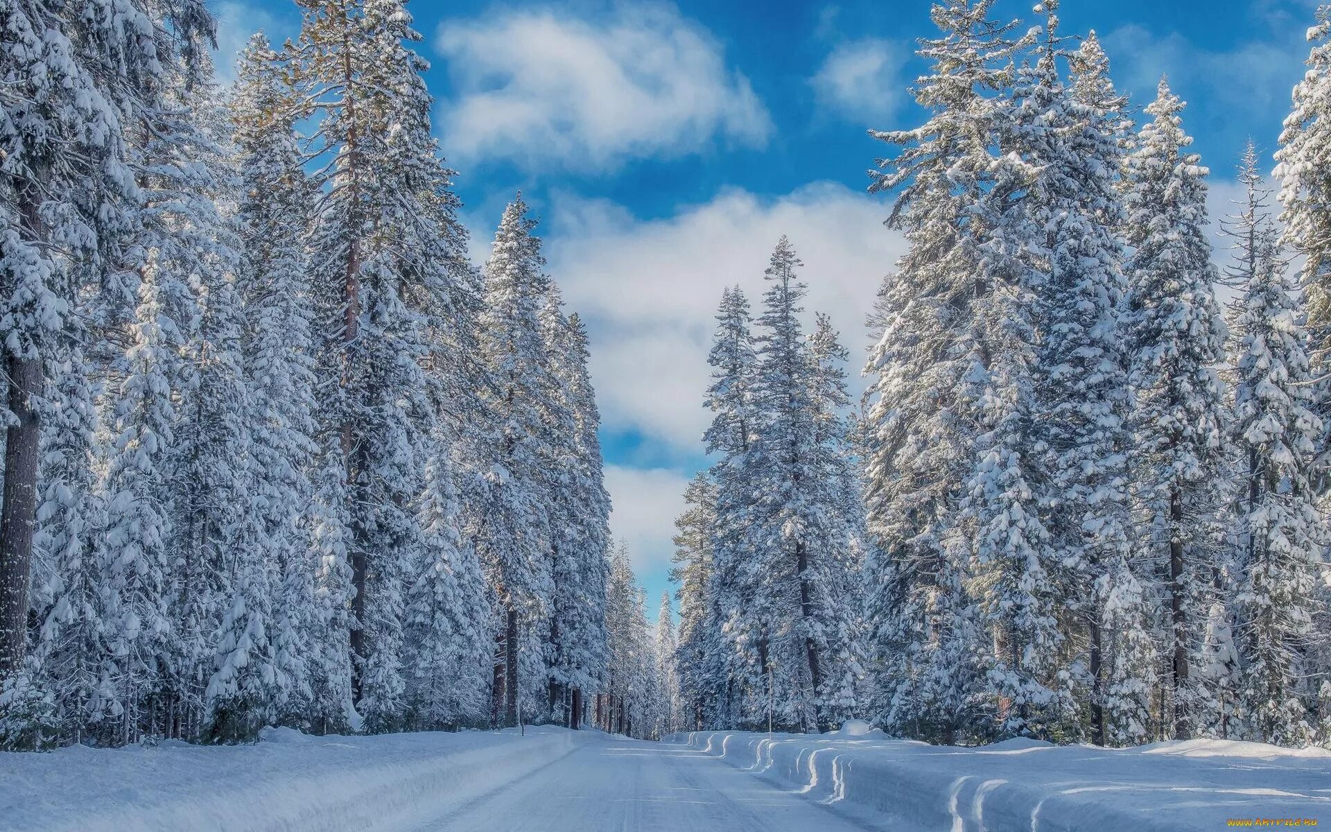 Зимний лес зимой. Зимний лес. Зимний лес картинки. Зимний лес фото высокого разрешения. Зима в Сибири.