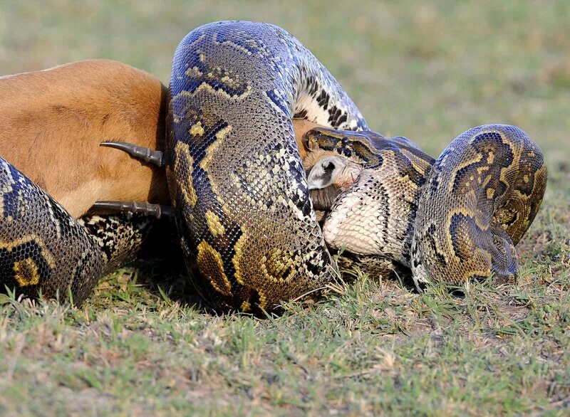 Иероглифовый питон. Африканский иероглифовый питон. Африканский скальный питон. Питон в саванне. Сетчатый и тигровый питоны.