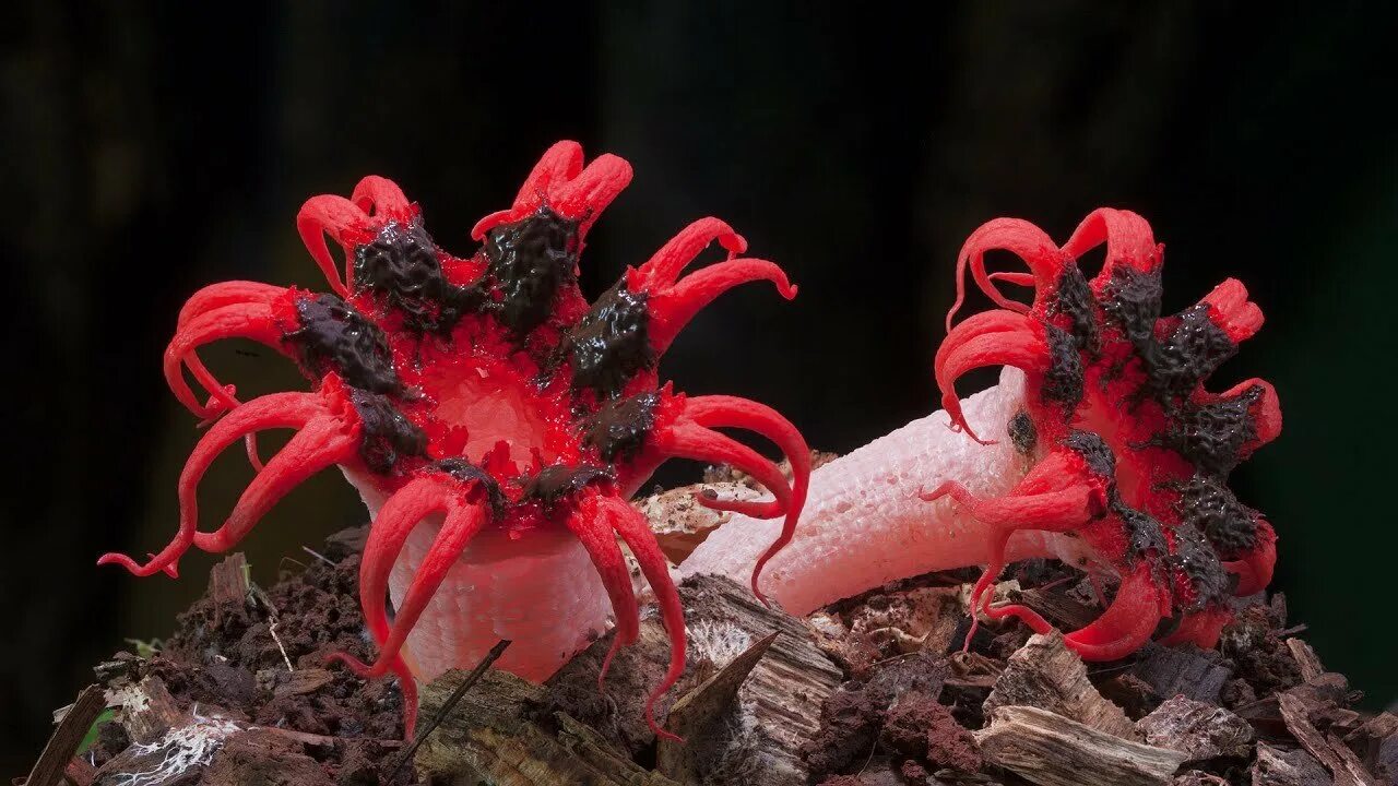 Включи редкие грибы. Стив Аксфорд мир грибов. Гриб морской анемон. Гриб актиния.