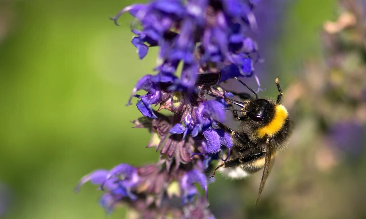 Пчелы и шмели тип взаимоотношений. BIOBEE шмели. Пчела на лаванде. Шмели в лаванде. Пчела на лаванде фото.