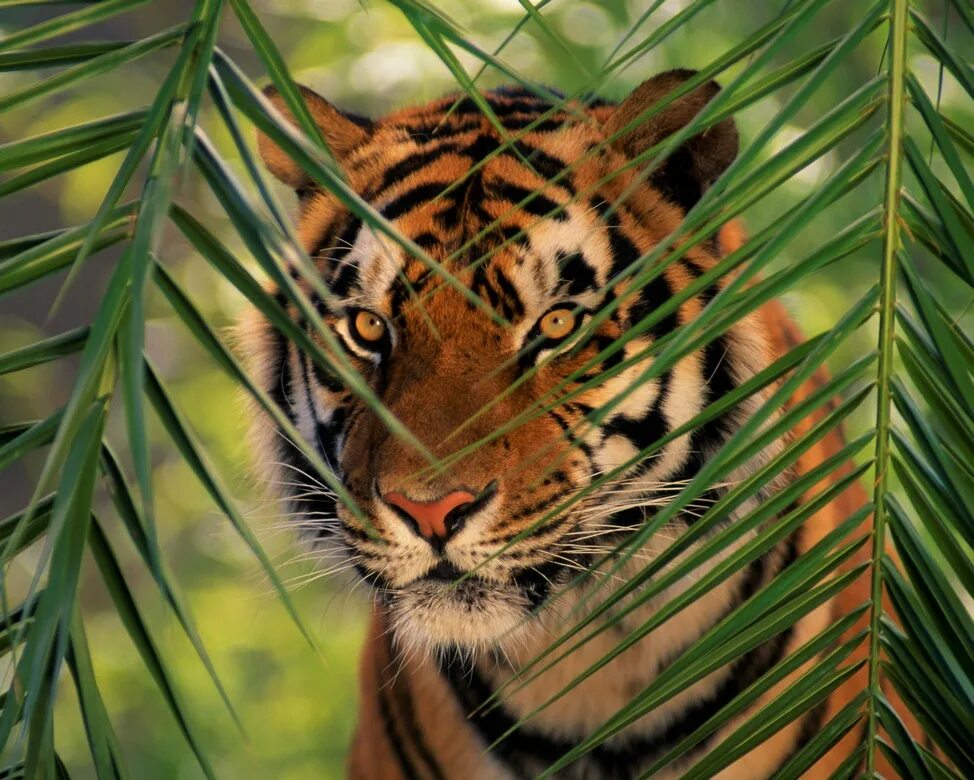 Наблюдая тигра. Тигр в джунглях. Картина тигр в джунглях. Красивый тигр обои. Тигр в зарослях.