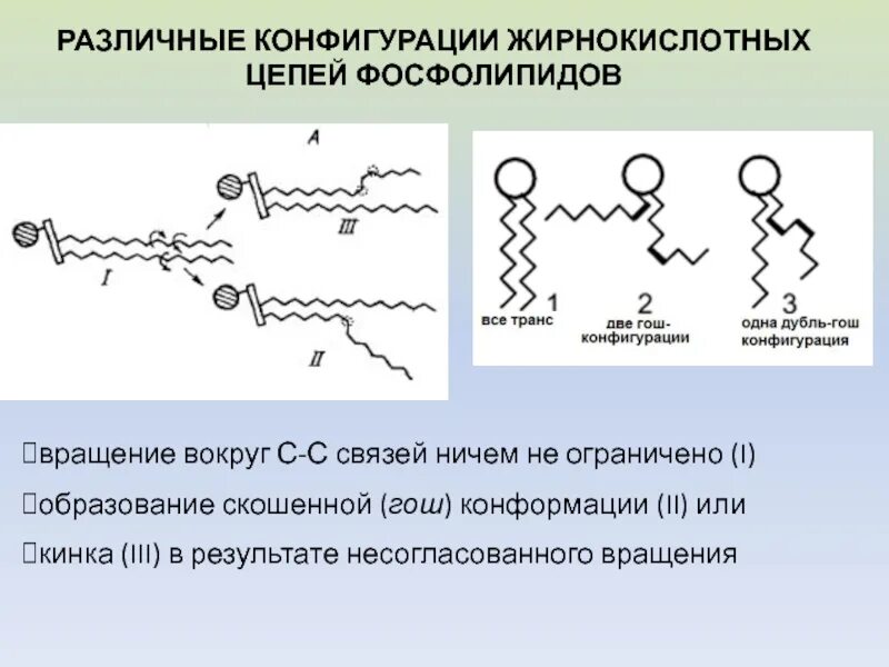 Конформации цепи. Цис конформация жирных кислот. Гош конформация липидов. Конформационное строение фосфолипида. Цис транс конформация.