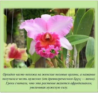Значение цветов орхидеи