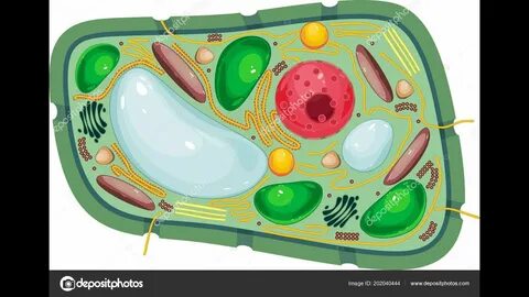 Plant Anatomy- part 1- تشريح نبات- دفعة 2أساسي علوم عربي- 2 أساسي علوم English -