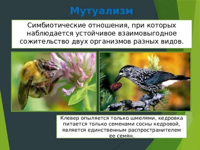 Взаимовыгодное сожительство организмов. Взаимовыгодное сожительство разных видов организмов 7 букв. Сожительство двух организмов. Мутуализм это в экологии. Сосуществование организмов.