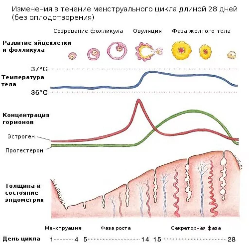 Описание фаз менструационного цикла. Фазы овариально менструационного цикла. Фазы менструального цикла и гормоны. Гормональные фазы менструационного цикла. Овуляция на 21 день