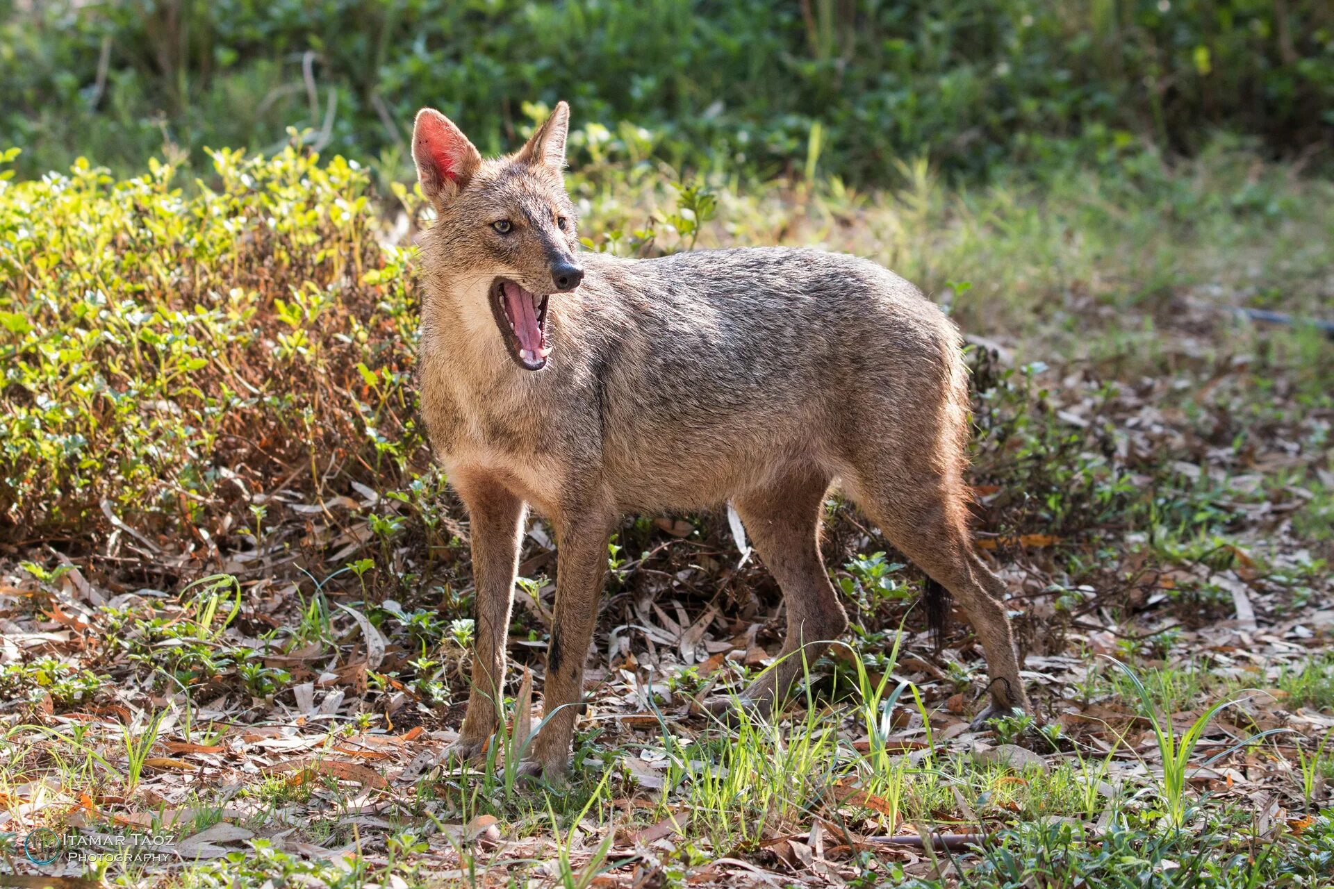 Чепрачны1 шакал. Шакал обыкновенный в ростовской области. Обыкновенный шакал. Шакал в нагорном карабахе. Шакал 1 2 3.