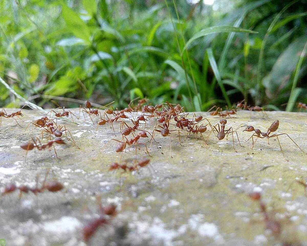 Фараоновы муравьи Муравейник. Красные муравьи Муравейник. Муравейник красных муравьев. Муравьиная дорожка.