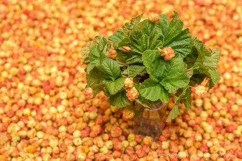 Какую морошку собирают