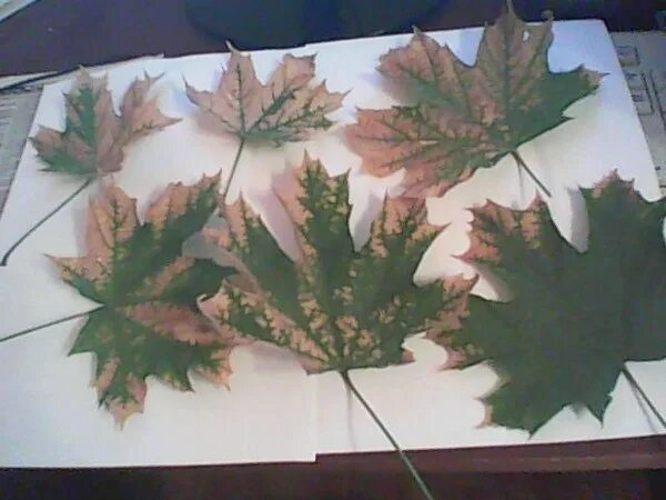 На солнце сох лист. Поражение листьев клена. Вредители кленовых листьев. Белые пятна на кленовых листьях. Пятна на листьях клена.