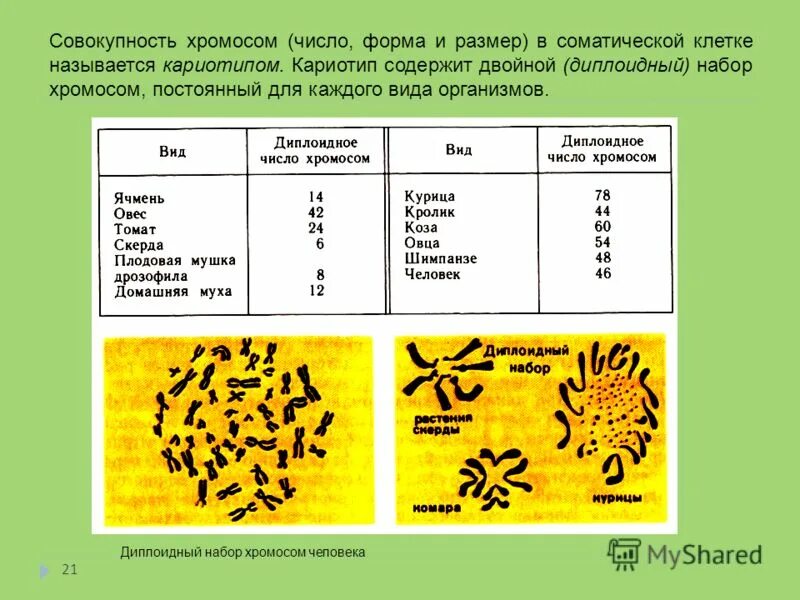 Кариотип дрозофилы. Число хромосом в диплоидном наборе. Диплоидный набор хромосом. Хромосомный набор соматических клеток. В половых клетках любого организма набор хромосом