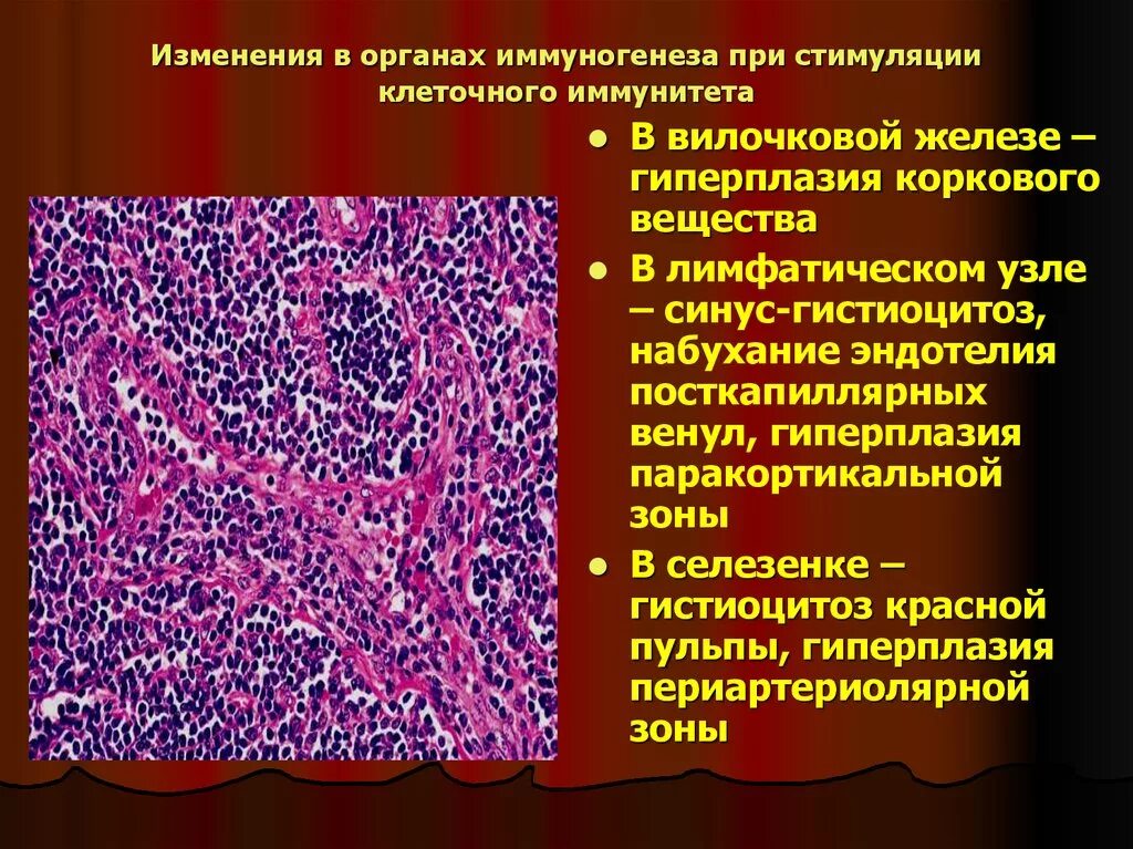 Морфологические изменения болезни. Красная пульпа селезенки гистология. Гуморальный иммунитет патанатомия. Патология тимуса патанатомия. Изменения лимфатических узлов.