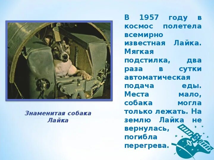 Какая собака была в космосе 5 раз. Лайка полетевшая в космос в 1957 году. первая собака полетевшая в космос и не вернувшаяся. лайка первая собака которая полетела в космос. собака которая полетела в космос и не вернулась.