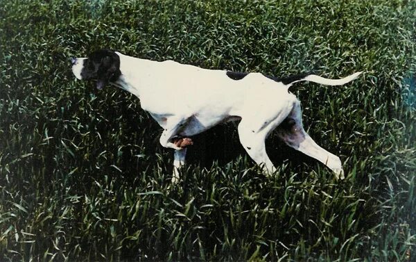 Out of range pointer