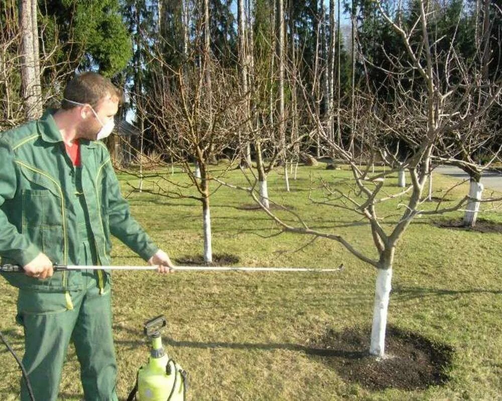 Опрыскивание яблонь. Опрыскивание деревьев. Опрыскивание яблони. Обработка плодового сада. Опрыскивание деревьев весной.