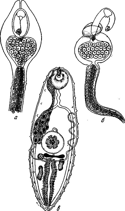 Церкарий строение. Gorgoderina vitelliloba. Церкарий сосальщика электрограмма. Церкарий печеночного сосальщика. Редия это