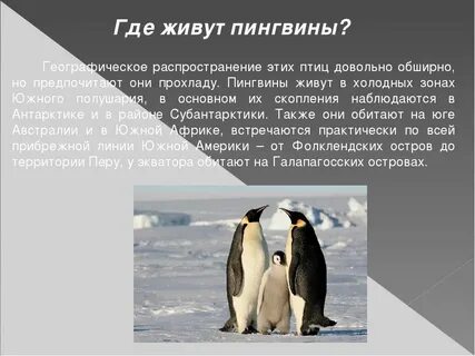 На каком материке пингвины