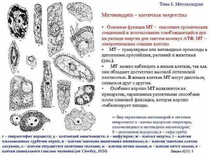 Полость заполненная клеточным