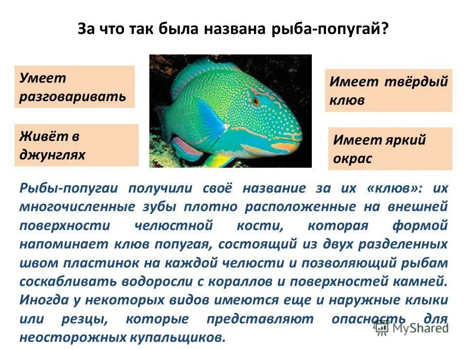 Тип окраски рыб. Окрас тела рыбы. Покровительственная окраска у рыб. Рыбы с темной окраской. Какая окраска у рыб.