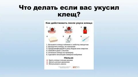 Укусил клещ что принимать взрослым