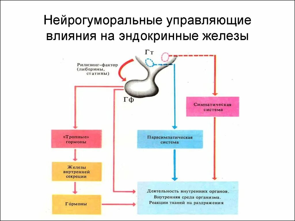 Гуморальный путь регуляции. Регуляция деятельности эндокринных желез схема. Схема действия гипоталамо-гипофизарной системы гормоны. Регуляция желез внутренней секреции схема. Нервная регуляция деятельности желез внутренней секреции.