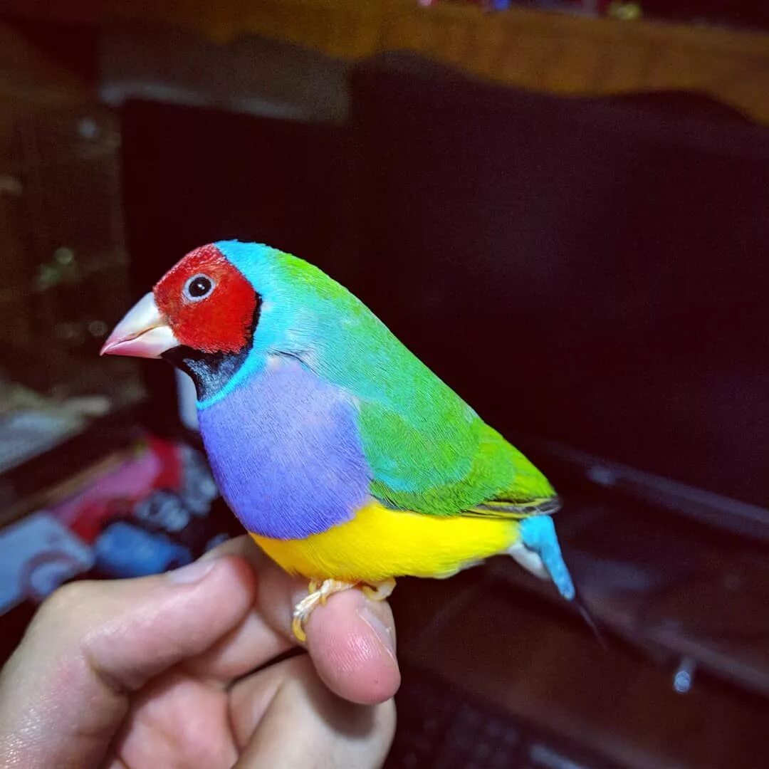 размер амадинов. амадина гульда и зебровая. размер амадинов. амадины руза. размер амадинов.