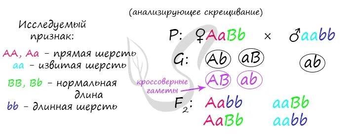 При скрещивании чистой линии мышей. При скрещивании мышей с извитой. При скрещивании мышей с извитой шерстью нормальной. Мыши с извитой шерстью нормальной длины. При скрещивании мышей с извитой шерстью нормальной длины 27 99 98 24.