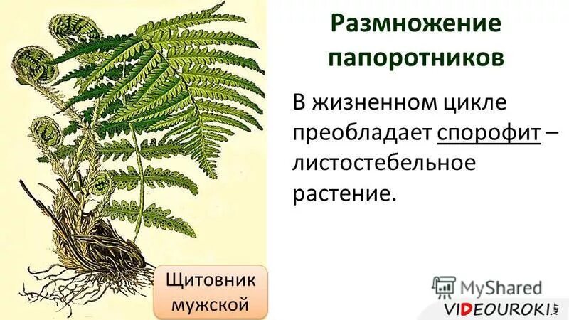 Примеры жизненных форм папоротников