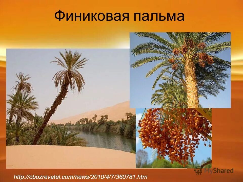 Финиковая пальма где растет природная зона. Растения Африки финиковая Пальма. Финиковые пальмы в Египте. Растения пустыни финиковая Пальма. Финиковая Пальма царство.