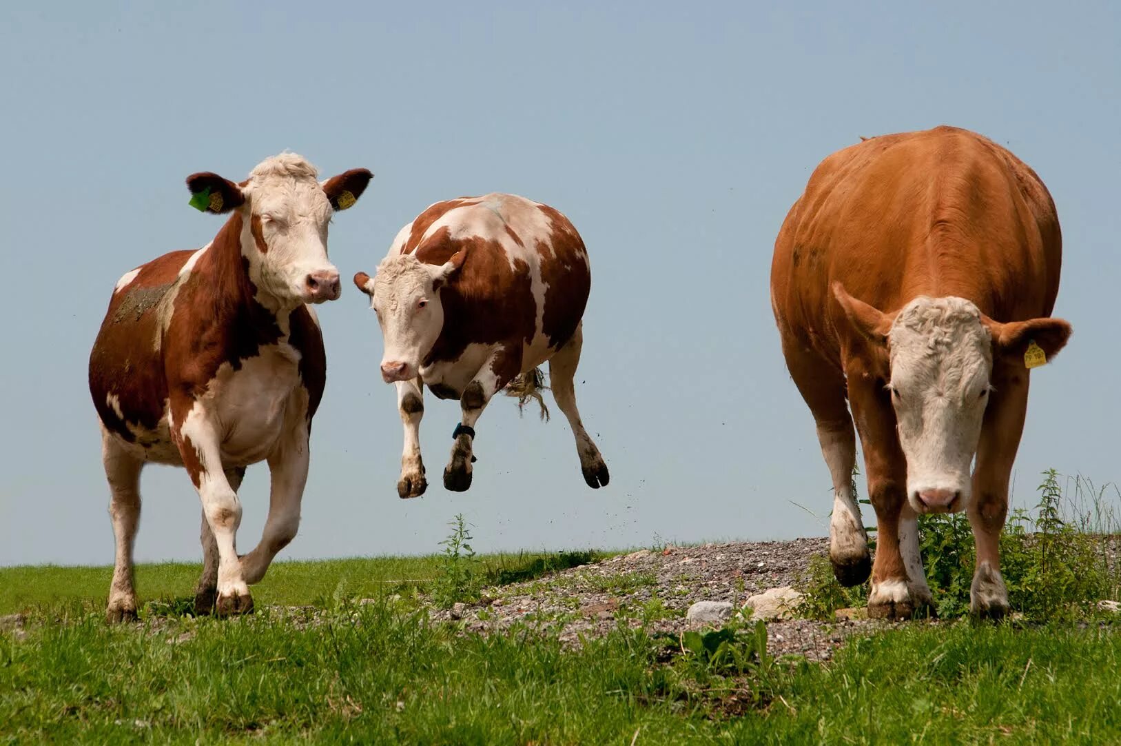 Красивая корова. Голштинская порода коров. Три теленка. Корова фото. Корова.
