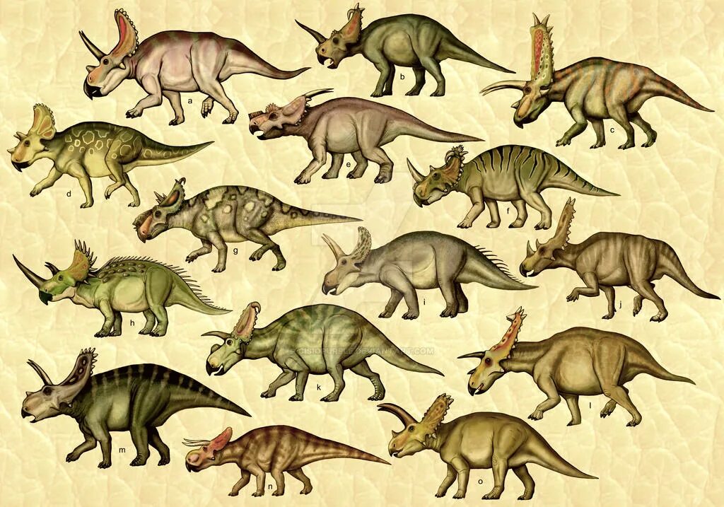 Цератопсы. Трицератопс цератопсиды. Эволюция Трицератопса. Цератопсиды динозавры. Эволюция цератопсов.