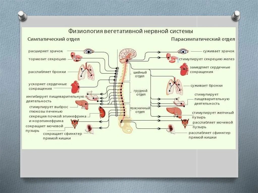 Симпатический отдел выполняет функции. Нейро-гуморальная регуляция функций кишечника. Вегетативная нервная система гуморальная регуляция. Вегетативная нервная система физиология. Секреция желез симпатический отдел и парасимпатический.