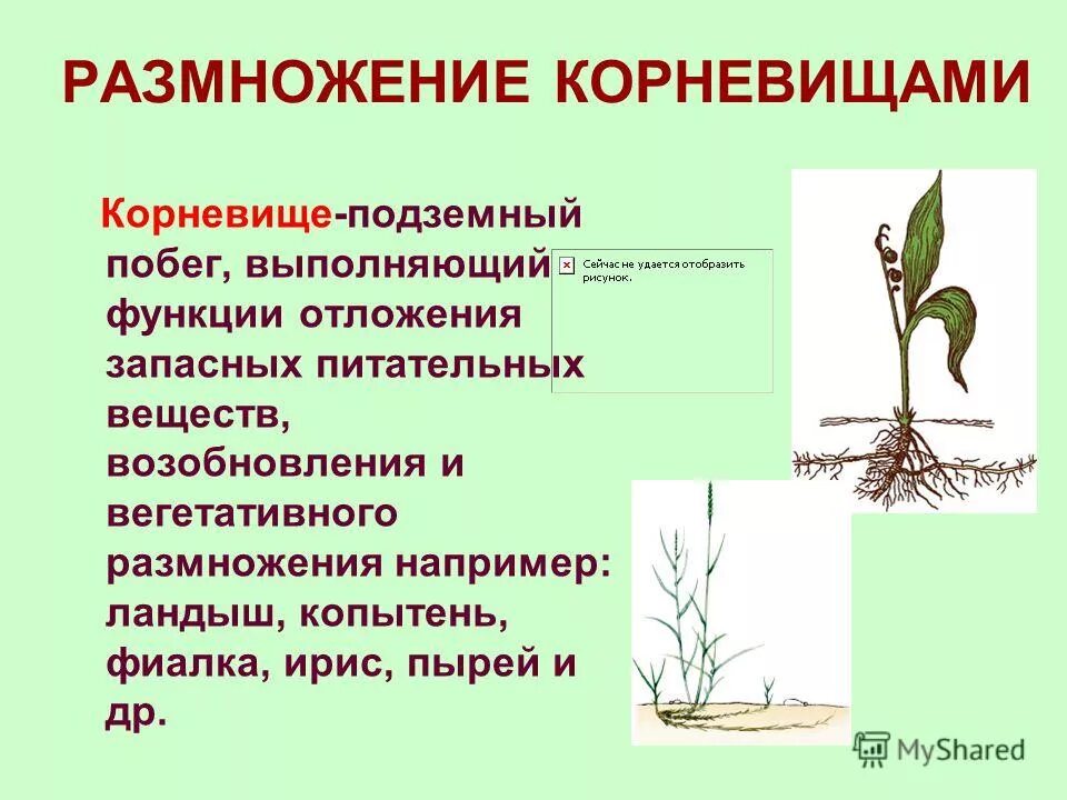 Побеги выполняют функции