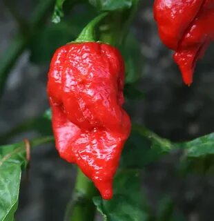 Pepper видео