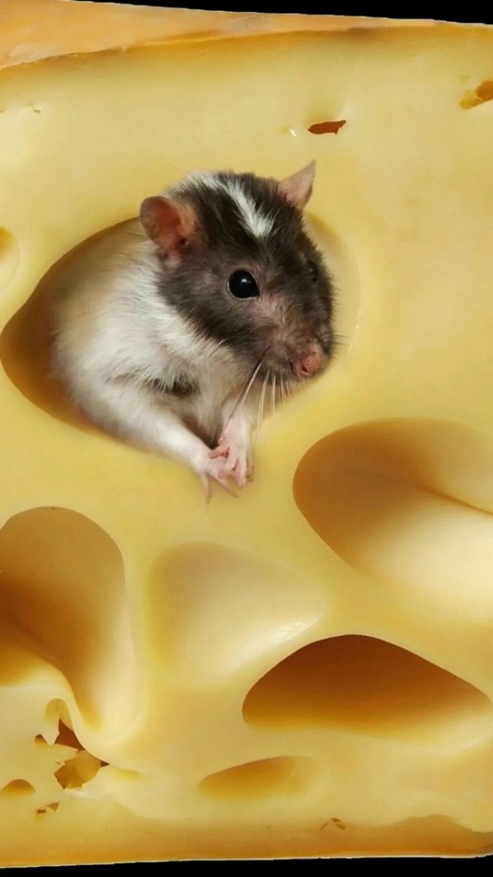 мышь сыр мышеловка. крыса в сыре. мышь с куском сыра. мышь с куском сыра. крыса.