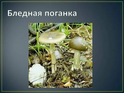 Почему называют поганка