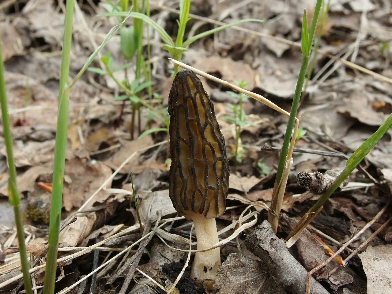 Сморчок степной. Сморчок. Сморчки насекомые. Сморчок высокий. Morchella exuberance.