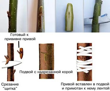 Подвой это